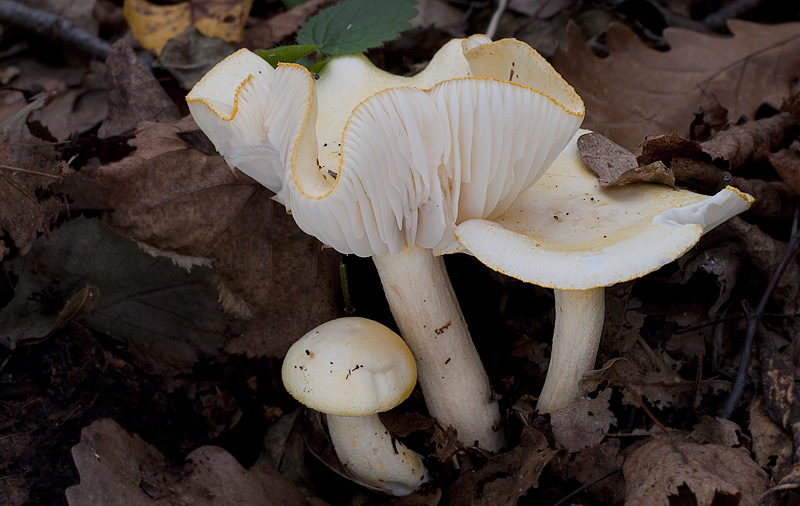 Hygrophorus chrysodon